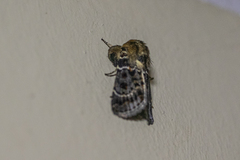 Proteuxoa sanguinipuncta
