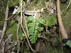Dryopteris guanchica