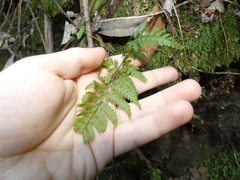 Dryopteris guanchica