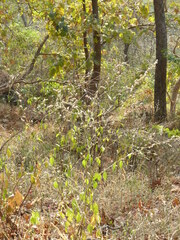 Ouret sanguinolenta