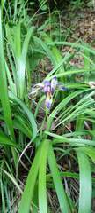 Iris graminea