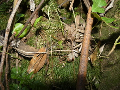 Dryopteris guanchica