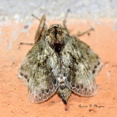 Euglyphis submarginalis