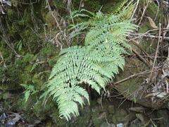 Dryopteris guanchica