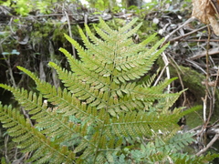Dryopteris guanchica