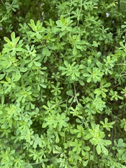 Lotus dumetorum