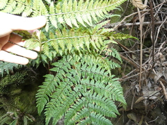 Dryopteris guanchica
