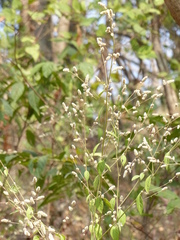 Ouret sanguinolenta
