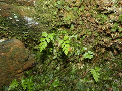 Asplenium adiantum-nigrum
