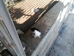 Cairina moschata domestica