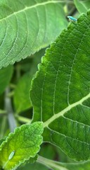 Graphocephala atropunctata