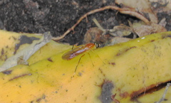 Ptecticus elongatus