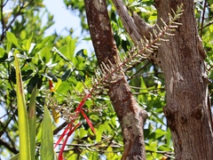 Aechmea bracteata