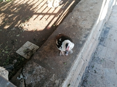 Cairina moschata domestica