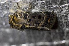 Proteuxoa sanguinipuncta