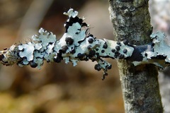 Tremella parmeliarum
