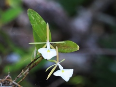 Epidendrum nocturnum