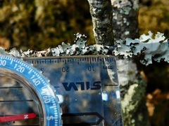 Tremella parmeliarum