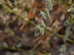 Ouret sanguinolenta