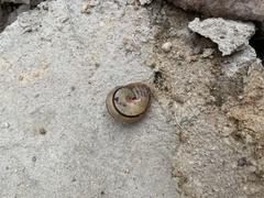 Pseudotachea splendida