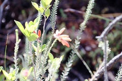 Erica cerinthoides cerinthoides