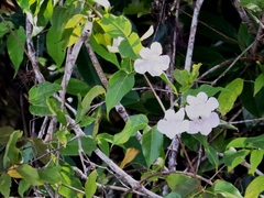 Bignonia callistegioides