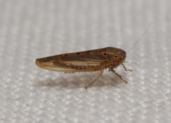 Batracomorphus