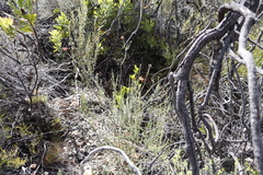 Erica cerinthoides cerinthoides