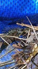Scutigera coleoptrata
