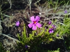 Jamesbrittenia tenuifolia