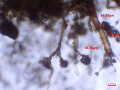 Dicranella staphylina