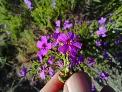 Jamesbrittenia tenuifolia
