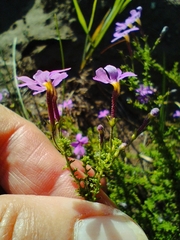 Jamesbrittenia tenuifolia