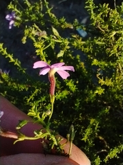 Jamesbrittenia tenuifolia