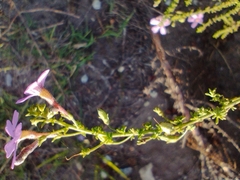 Jamesbrittenia tenuifolia