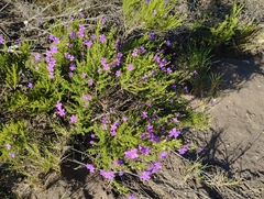 Jamesbrittenia tenuifolia