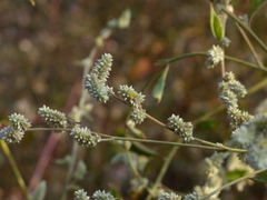 Ouret sanguinolenta
