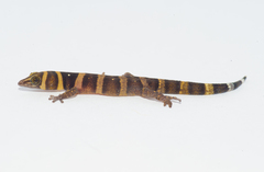 Sphaerodactylus nigropunctatus strategus