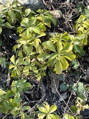 Pachysandra