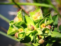 Euphorbia hirsuta