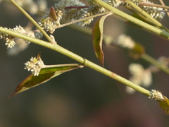 Ouret sanguinolenta