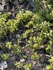 Pachysandra