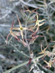 Lyrocarpa coulteri