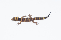 Sphaerodactylus nigropunctatus strategus