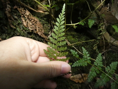 Asplenium billotii