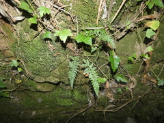 Asplenium billotii