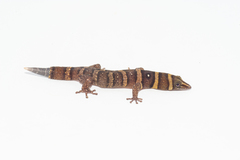 Sphaerodactylus nigropunctatus