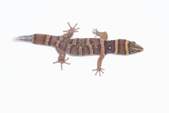 Sphaerodactylus nigropunctatus