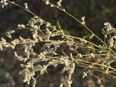 Ouret sanguinolenta