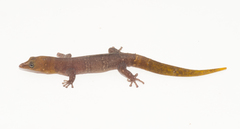 Sphaerodactylus nigropunctatus